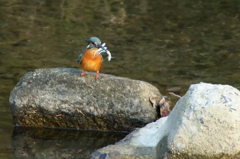 トリプルゲット