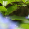 クモと紫陽花Ⅱ