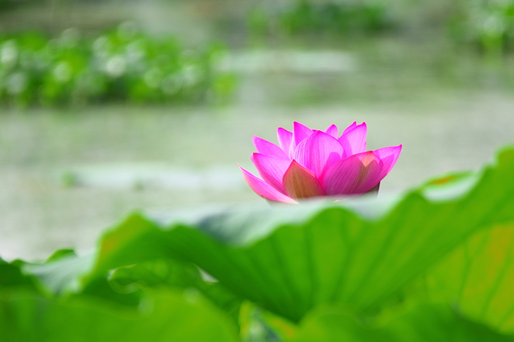 蓮　その3