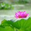 蓮　その3