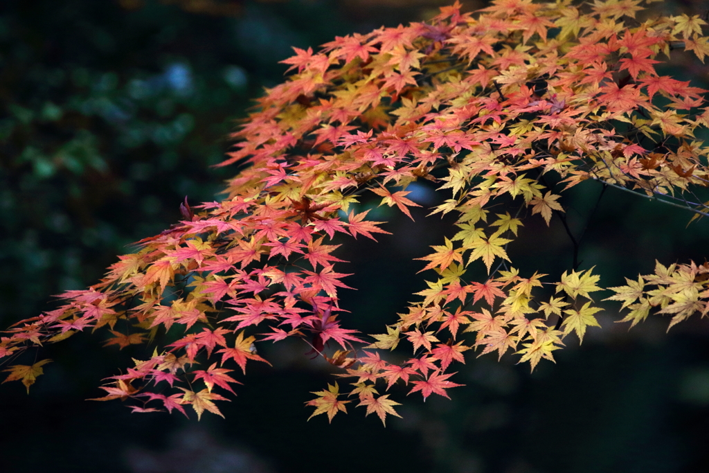 遅い紅葉