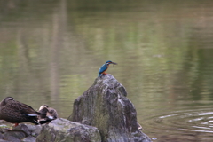 公園のカワセミⅠ