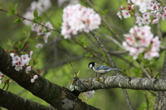 桜の記憶