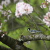 桜の記憶