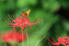 彼岸花の蝶たちⅢ