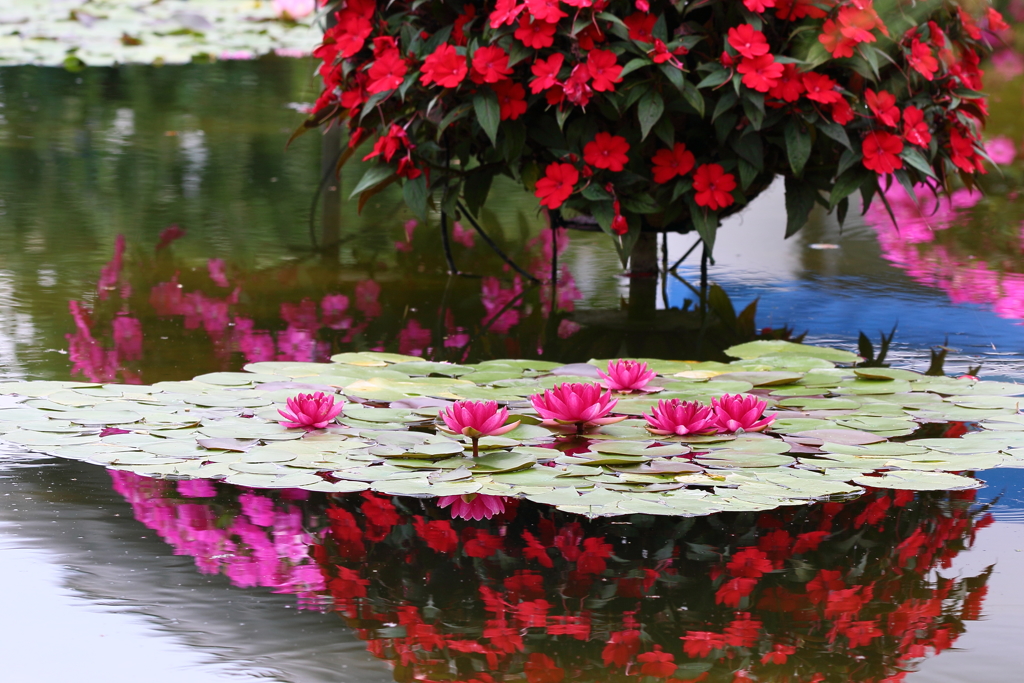 花影の池