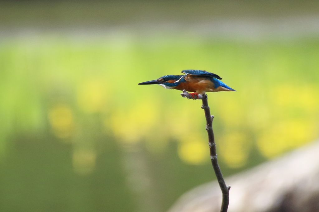 カワセミ　黄菖蒲の季節Ⅲ