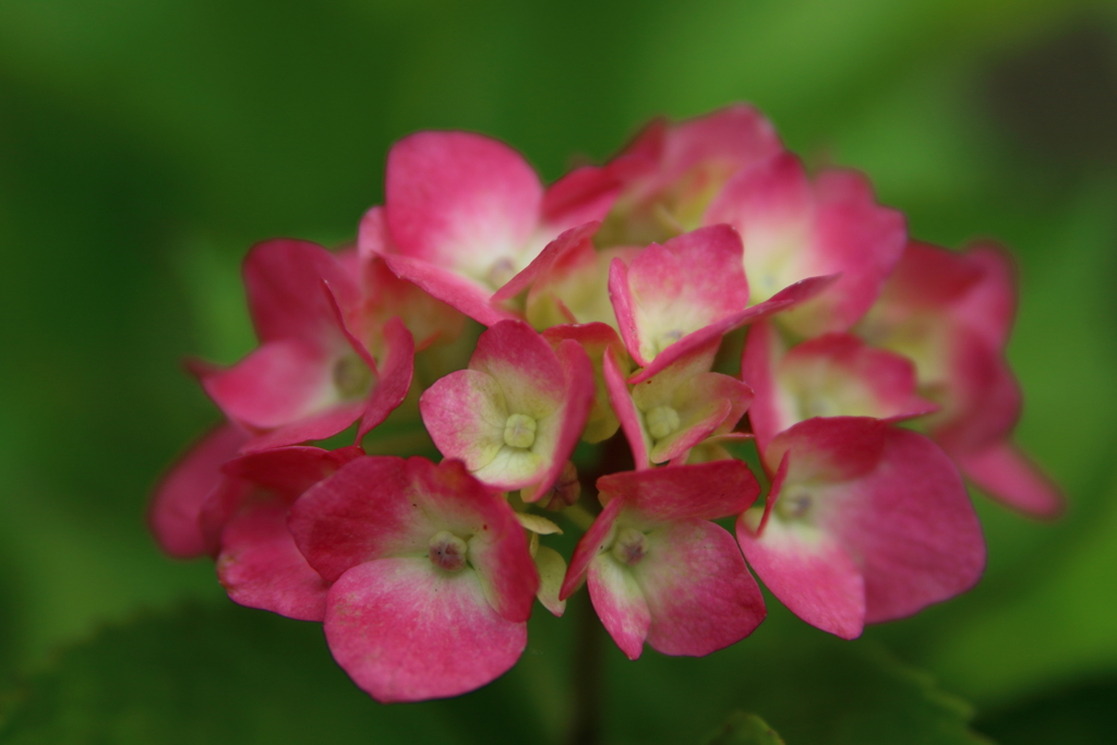 色々紫陽花Ⅱ