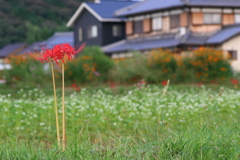 古道近くの彼岸花