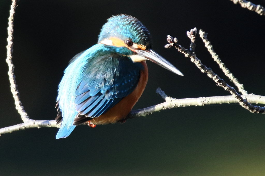 公園のカワセミ