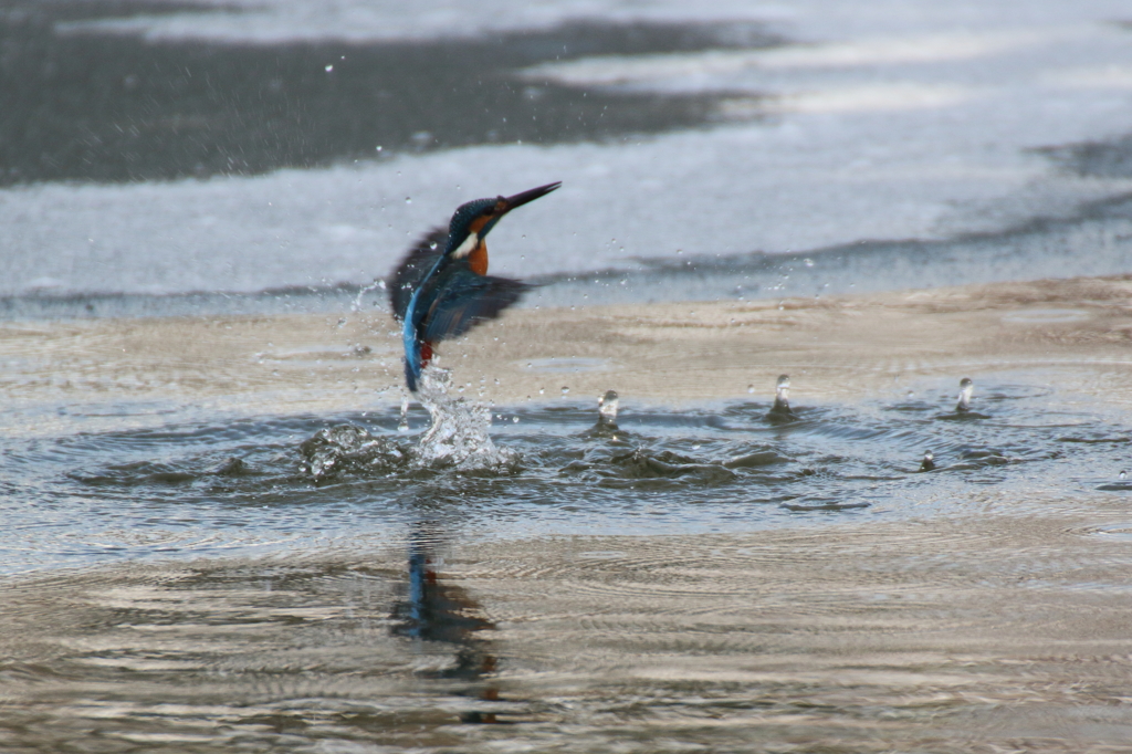 ダイブするもⅠ