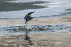 ダイブするもⅠ