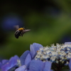 この時期やっぱり紫陽花