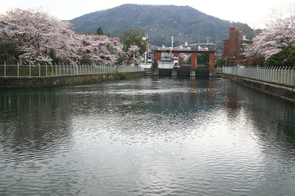 桜スナップ　瀬田川南郷付近