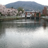 桜スナップ　瀬田川南郷付近