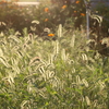 西日の草むら
