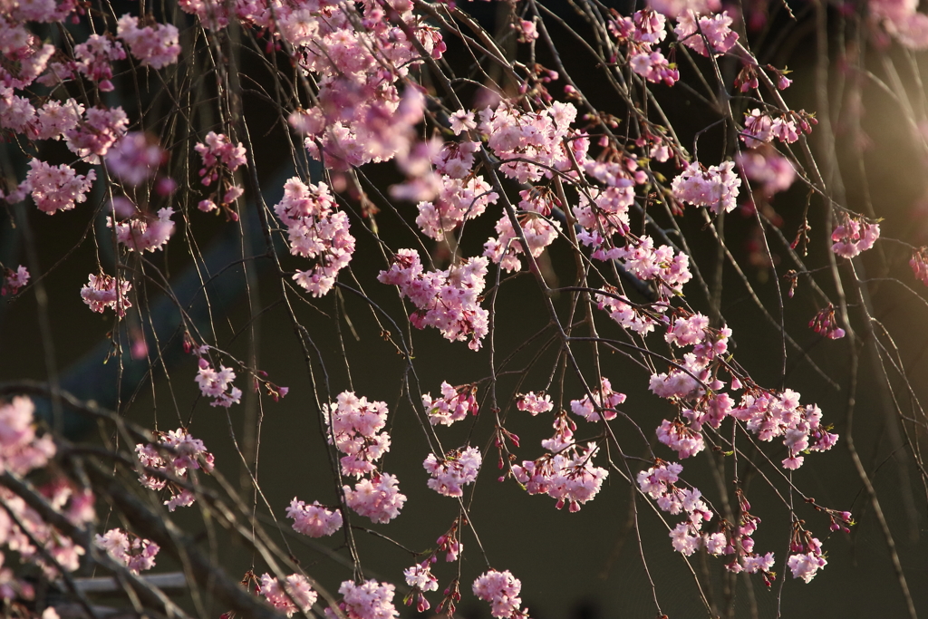 期待の枝垂れ桜Ⅰ