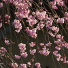 期待の枝垂れ桜Ⅰ