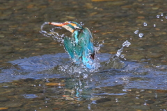 今日のカワセミⅣ