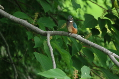カワセミの子　狙ってます