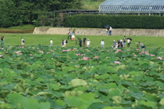 蓮池遠望