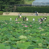 蓮池遠望