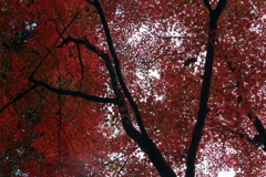 錦秋石山寺　見上げる