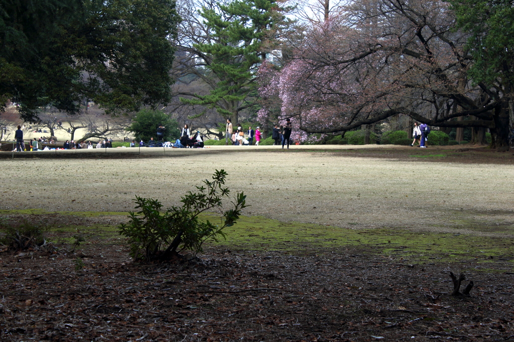 新宿御苑　休日風景