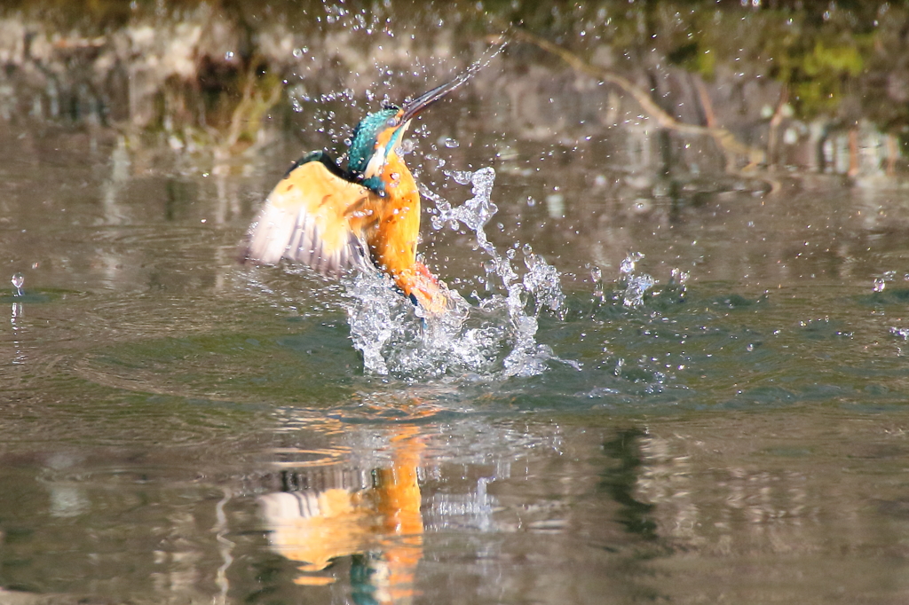 年の瀬カワセミ