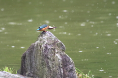 雨中のカワセミⅢ