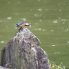 雨中のカワセミⅢ