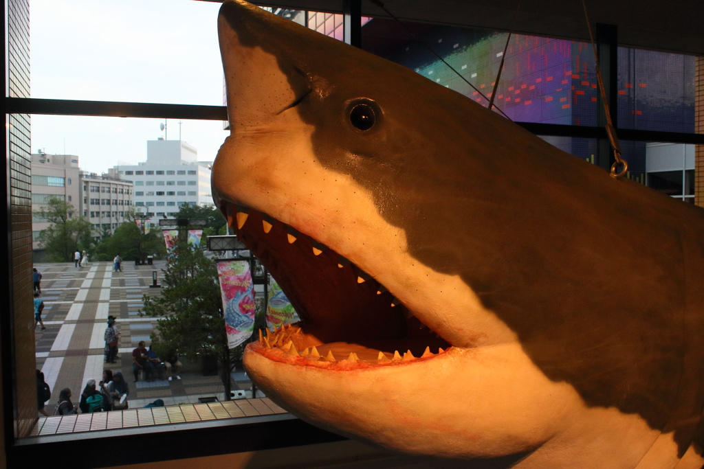 海遊館のサメ模型