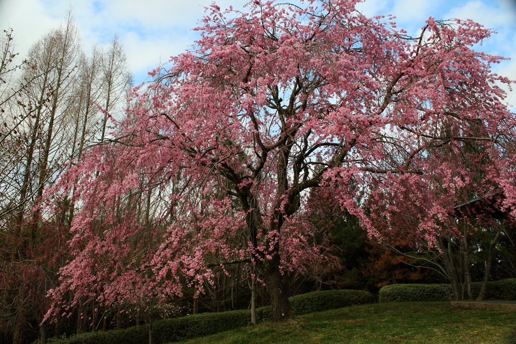 惜別の桜