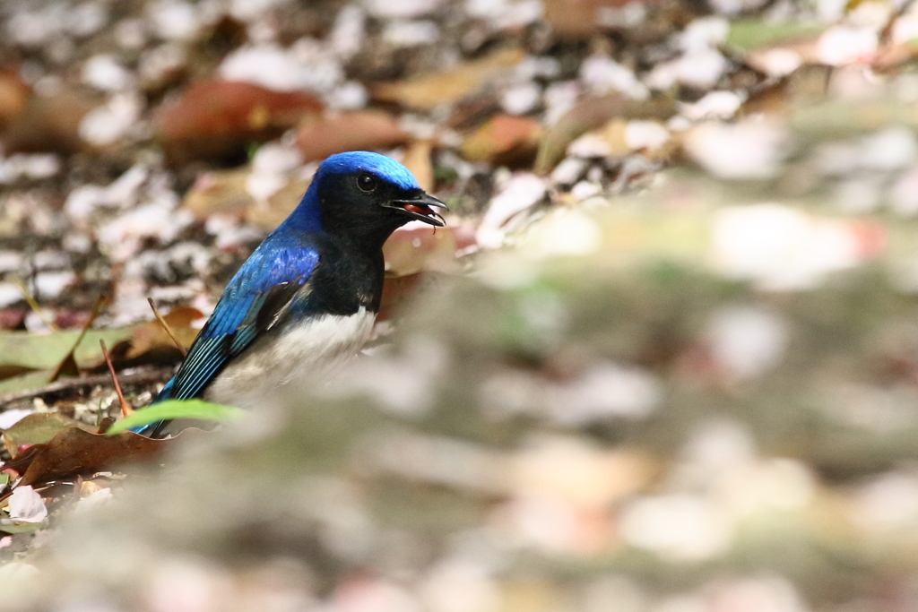 青い鳥　何か見つけた