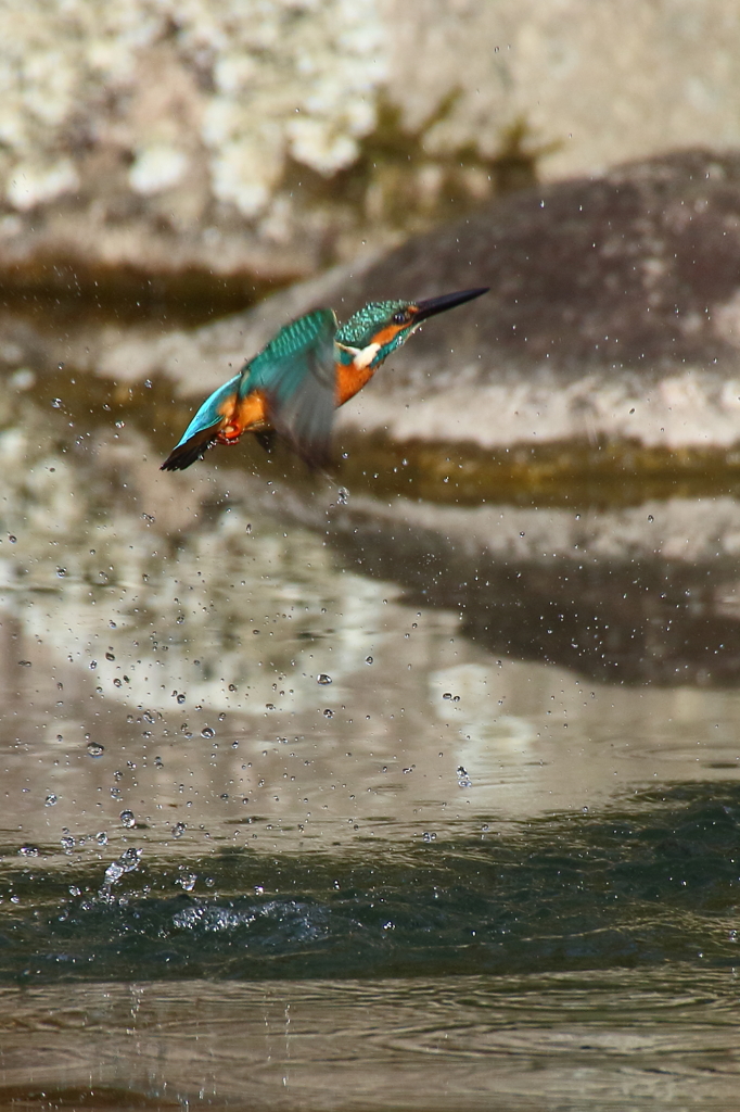 カワセミ　離水