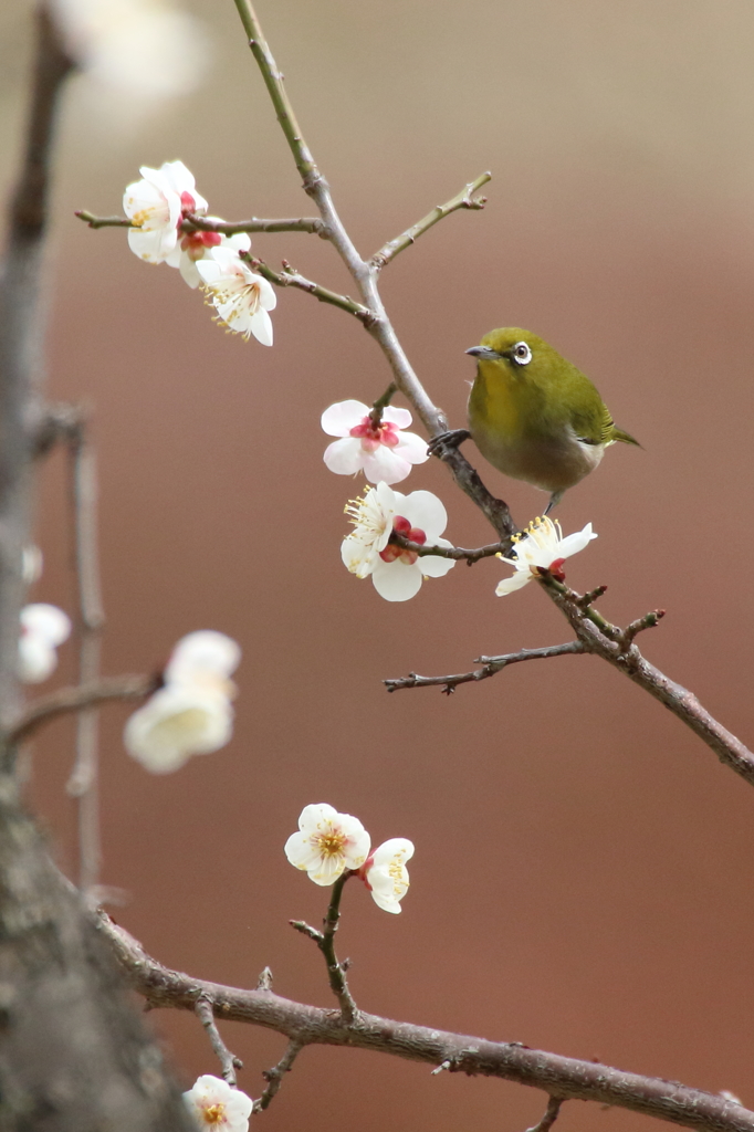 梅の香りに誘われてその2