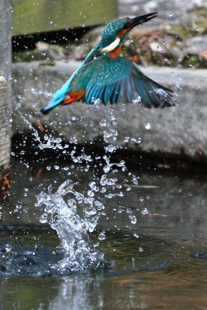 カワセミ　飛出し