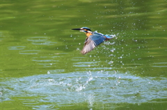 カワセミ　飛び込むも..