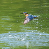 カワセミ　飛び込むも..