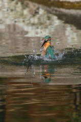 カワセミ　浮上