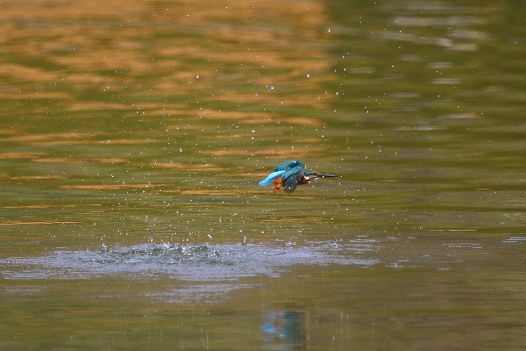 春めく水面Ⅱ
