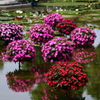 花影の池のカメラマン