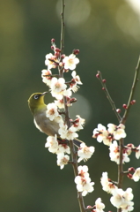 梅の香りに誘われてその8