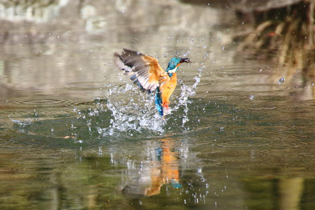カワセミ　水際1
