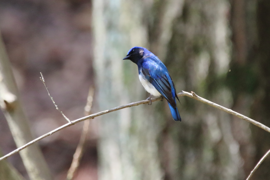 青い鳥