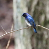 青い鳥