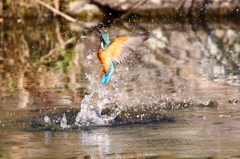 離水　こっち向いて