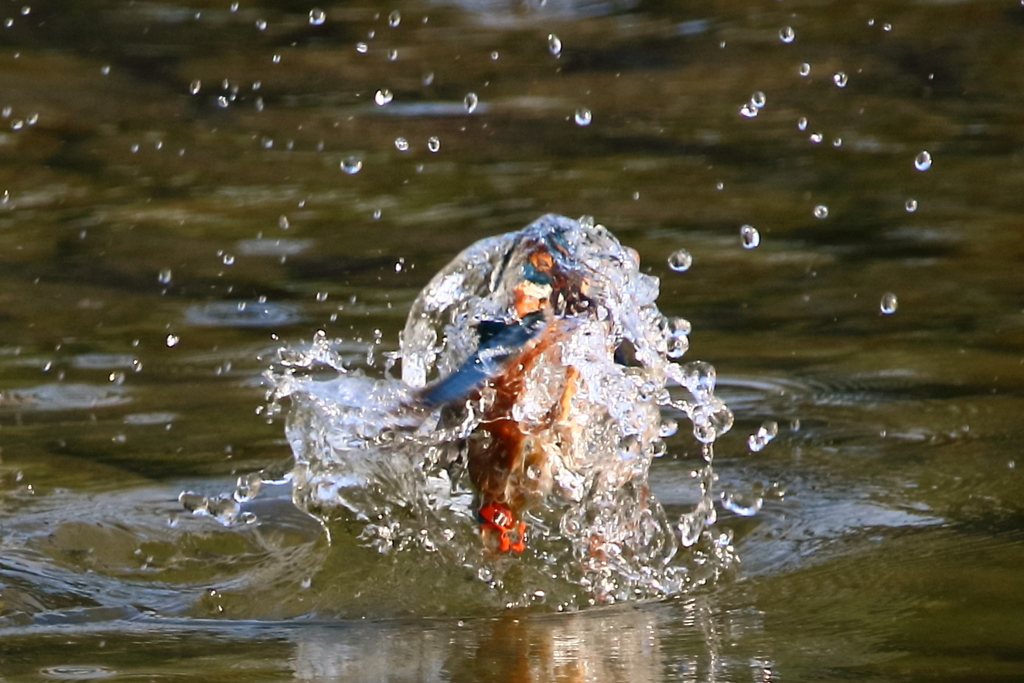 カワセミ　水衣