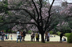 新宿御苑　桜に集う