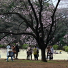 新宿御苑　桜に集う
